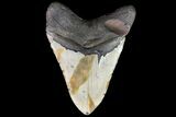 Huge, Fossil Megalodon Tooth - North Carolina #75511-1